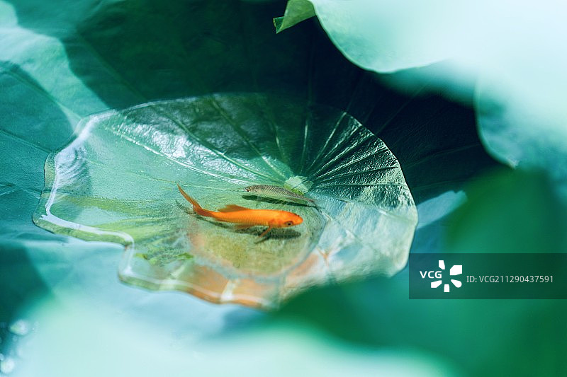 湖北恩施：夏荷入暑小魚覓涼圖片素材