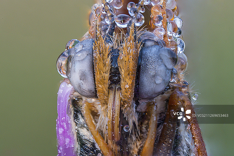 带有水滴的昆虫头部图片素材