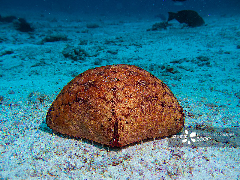 海星靠垫图片素材