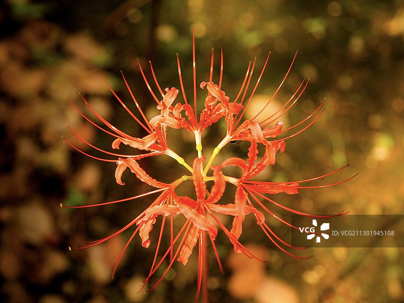 彼岸花图片素材