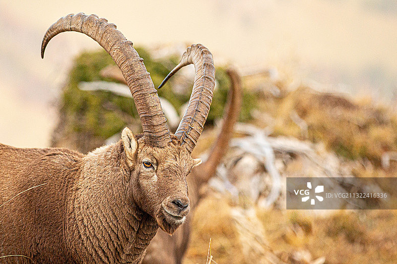 鹿站在田野上的肖像图片素材