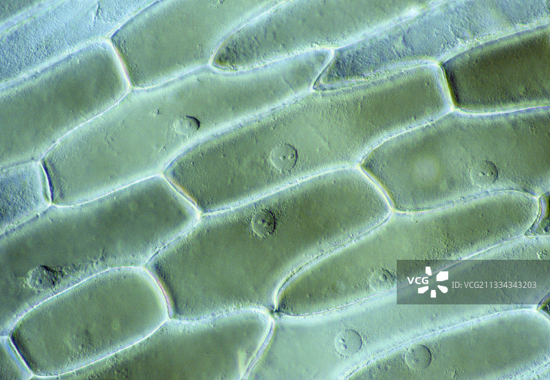 洋葱表皮细胞的光学显微镜图图片素材