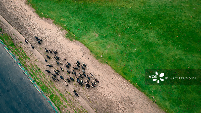 俯瞰牛群图片素材