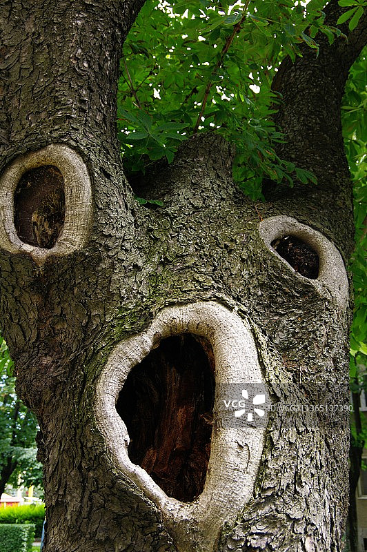 树干特写图片素材