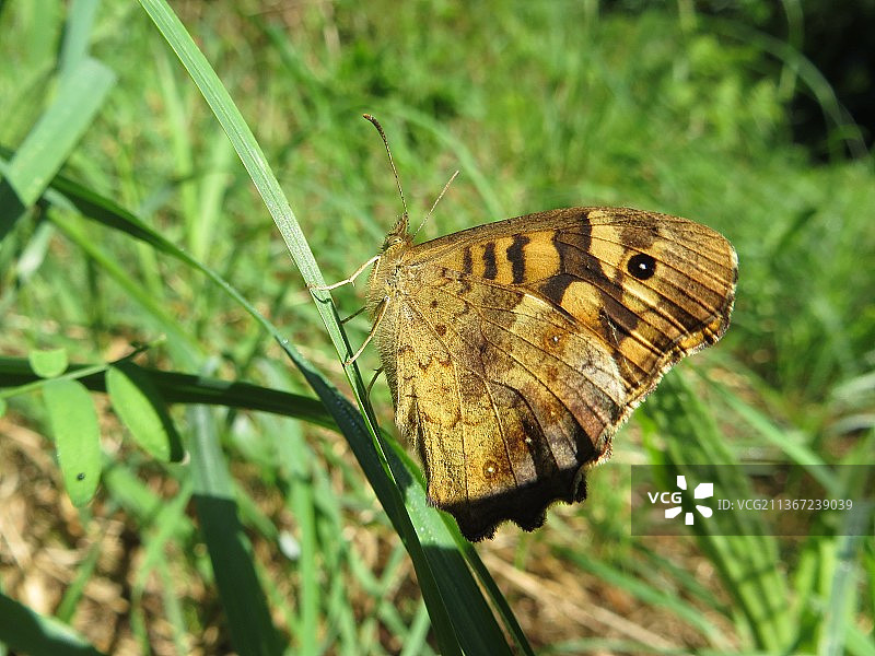 植物上的蝴蝶特写图片素材
