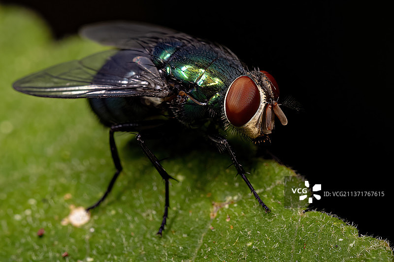 叶子上苍蝇的特写图片素材