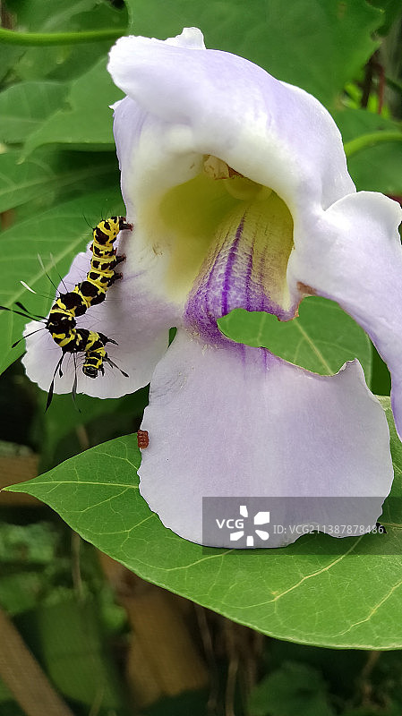 昆虫在花上的特写图片素材