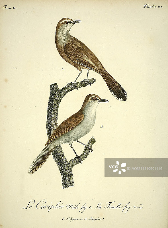 18世纪卡鲁灌丛知更鸟插画图片素材