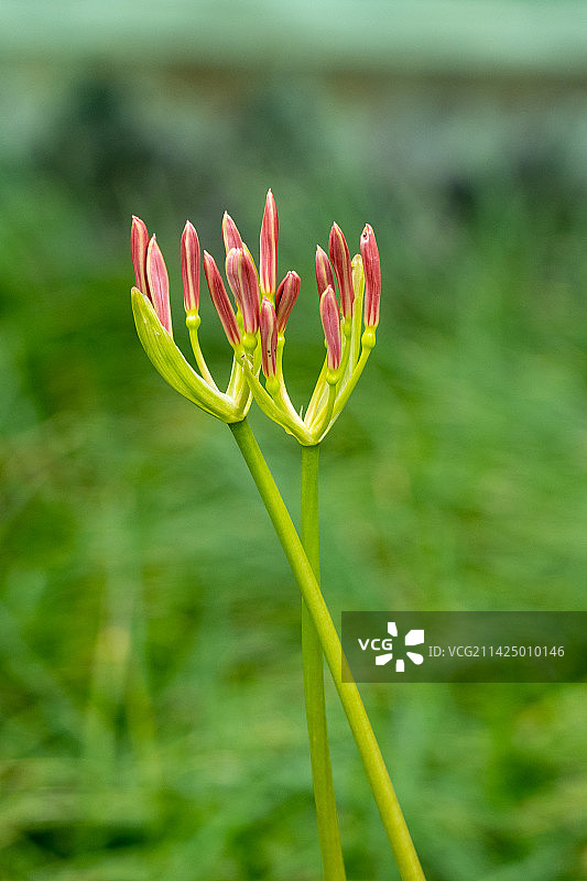 彼岸花特写镜头图片素材
