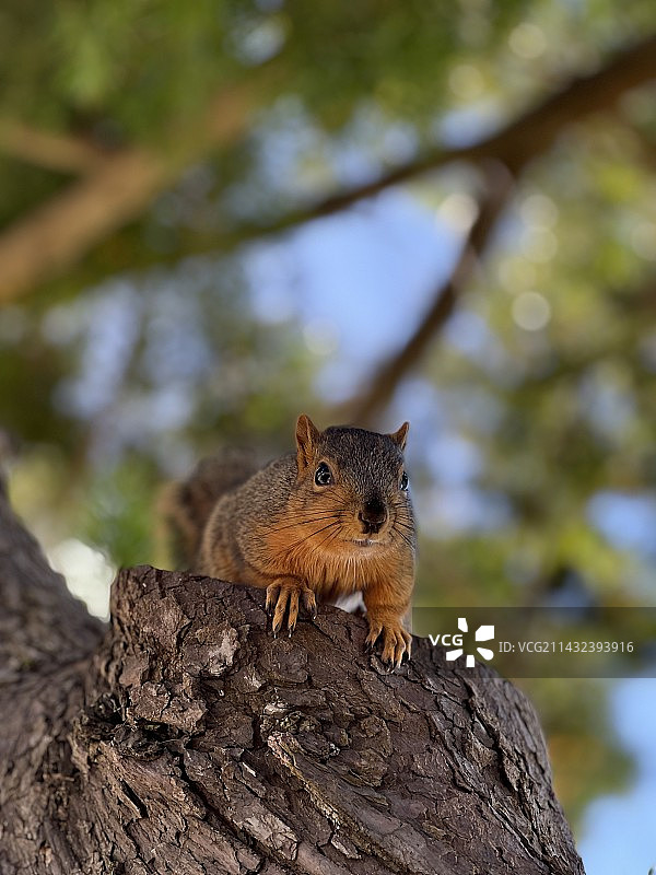 加州的松鼠图片素材