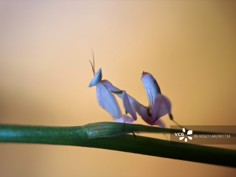 兰花螳螂特写镜头图片素材