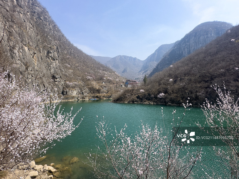 中国河南省辉县太行山黑鹿河水库春季桃花盛开风光图图片素材