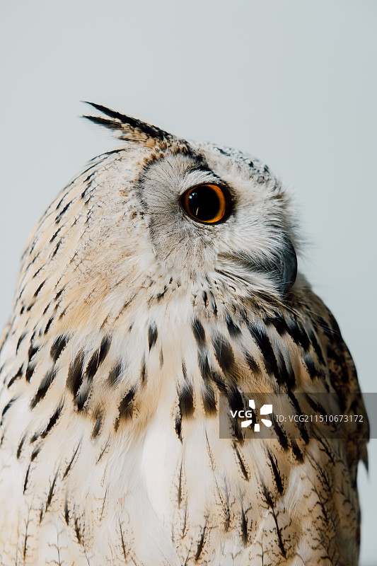 白色背景下的猫头鹰特写肖像图片素材