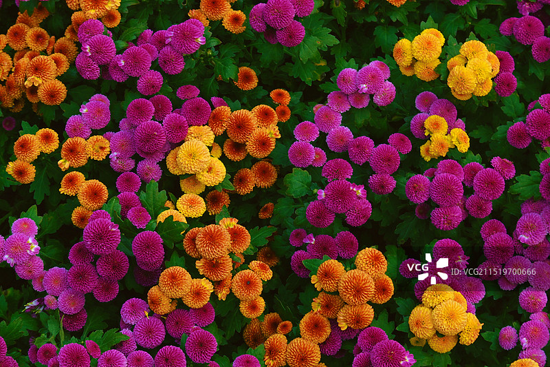 五颜六色的菊花图片素材