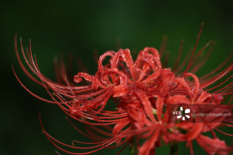 彼岸花图片素材