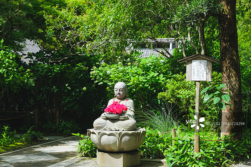 夏天日本镰仓市明月院的紫阳花绣球花与佛像图片素材