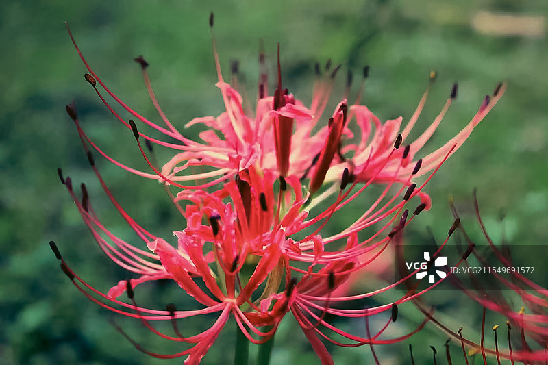 张家界国家森林公园里的彼岸花图片素材