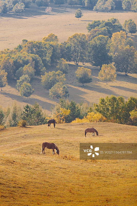 内蒙古乌兰布统的秋天，马儿在吃草图片素材