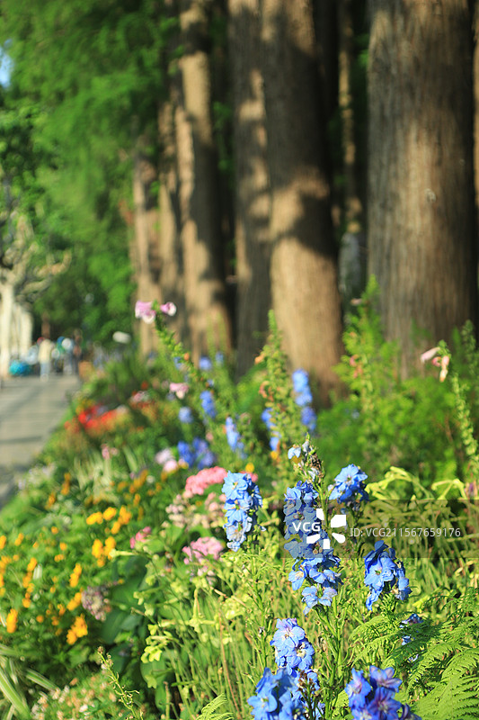 太子湾公园门口道路 花团锦簇图片素材