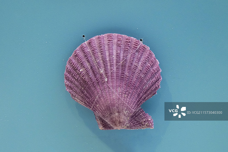 华贵栉孔扇贝 国家自然博物馆图片素材