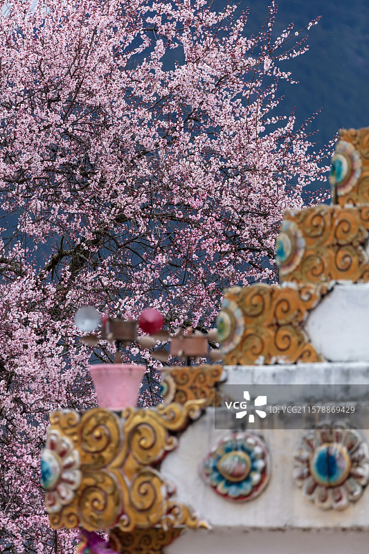 西藏林芝市波密县春天的桃花图片素材