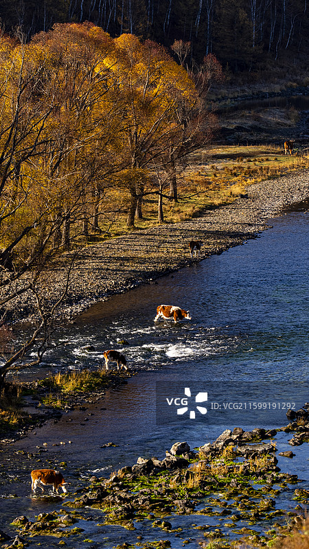 内蒙阿尔山秋景图片素材