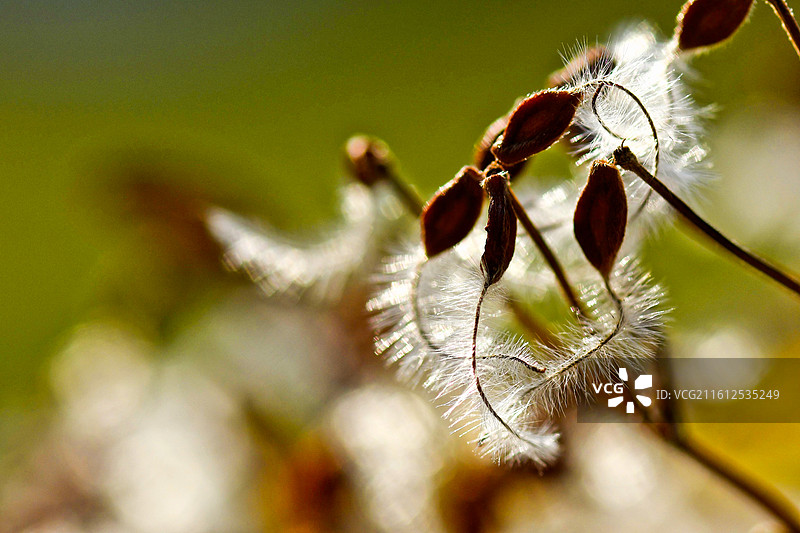 铁线莲的种子图片素材