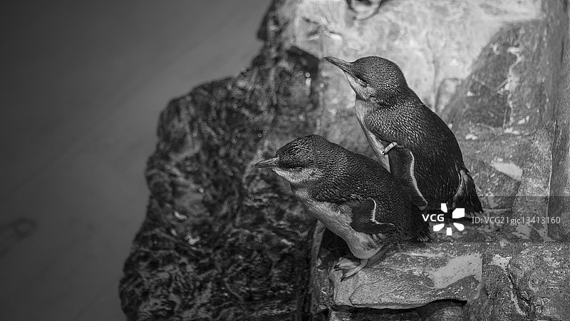 南极洲的两只企鹅图片素材