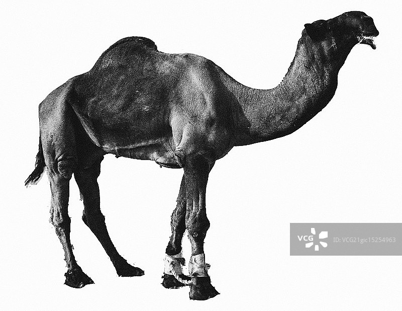 Hdiiaan Al-Asfaar图片素材