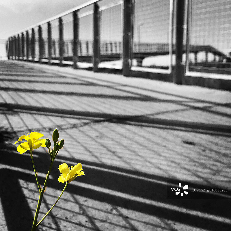 桥下的图片素材