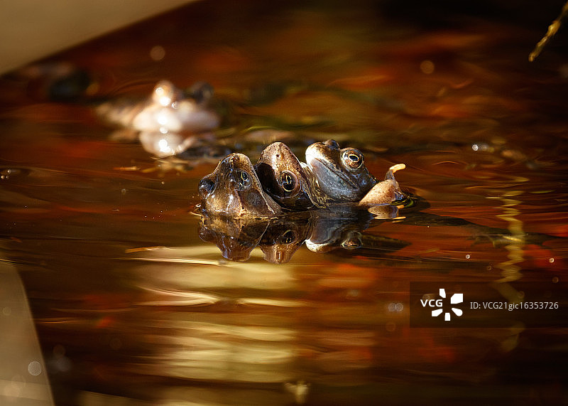 金色水池图片素材