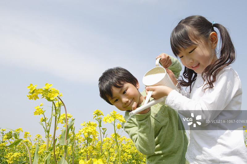 孩子们在芥菜地里浇水图片素材