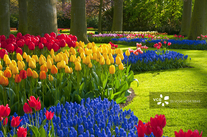 公园里的春花图片素材