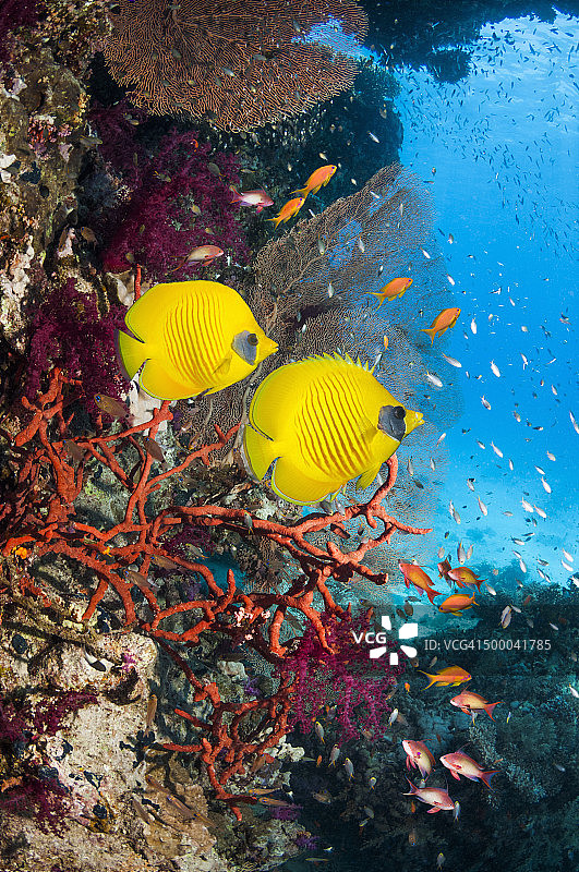 金色的蝴蝶鱼图片素材