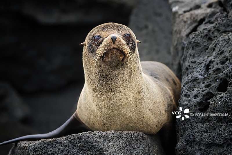 Galápagos伊莎贝拉岛的海狗(Arctocephalus galapagoensis)图片素材