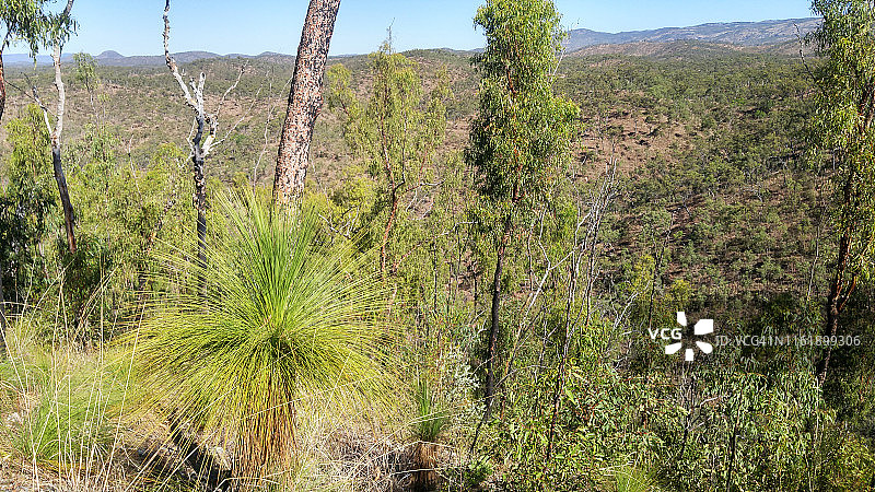 澳大利亚丛林图片素材