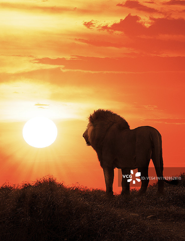 狮子凝视日落图片素材