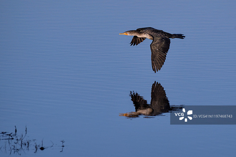 日出沼泽上空飞翔的孤独鸬鹚与倒影图片素材