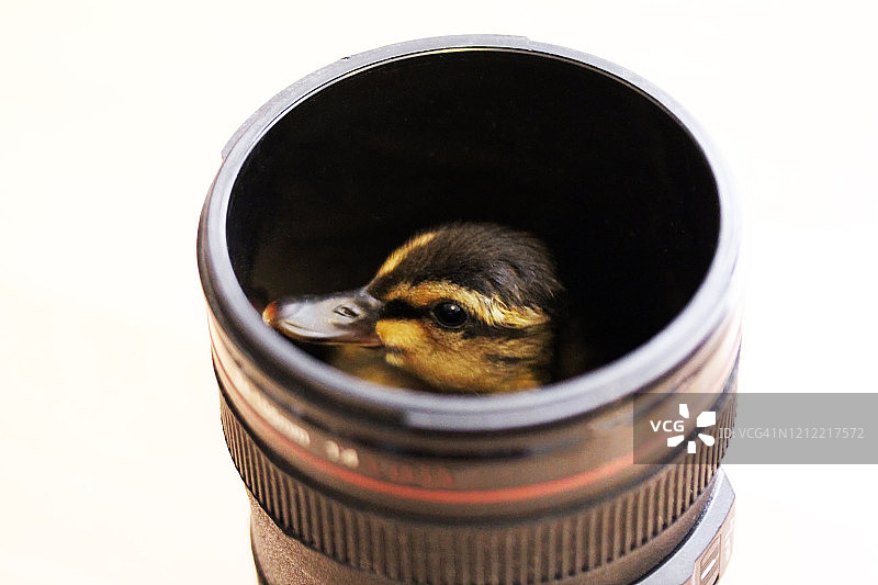 摄影镜头里的鸭子图片素材