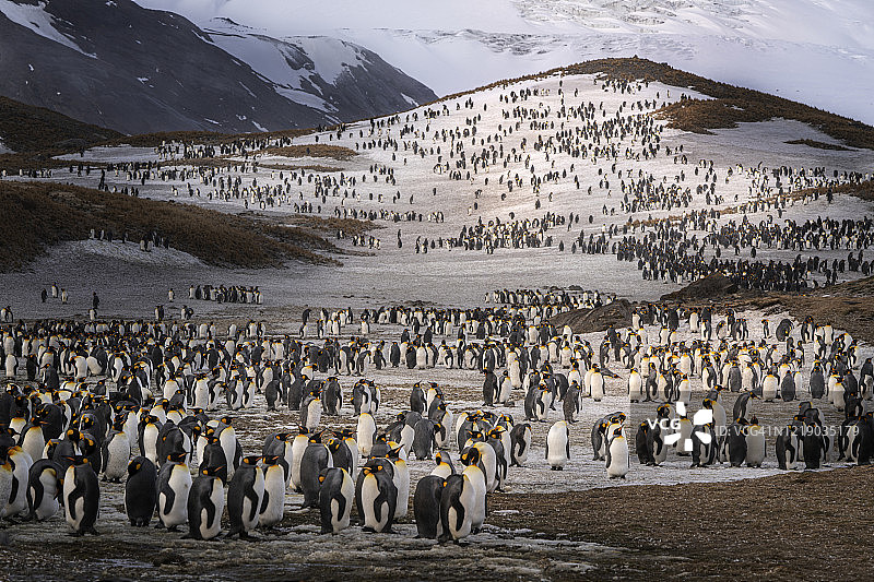 南乔治亚岛上的帝企鹅群图片素材