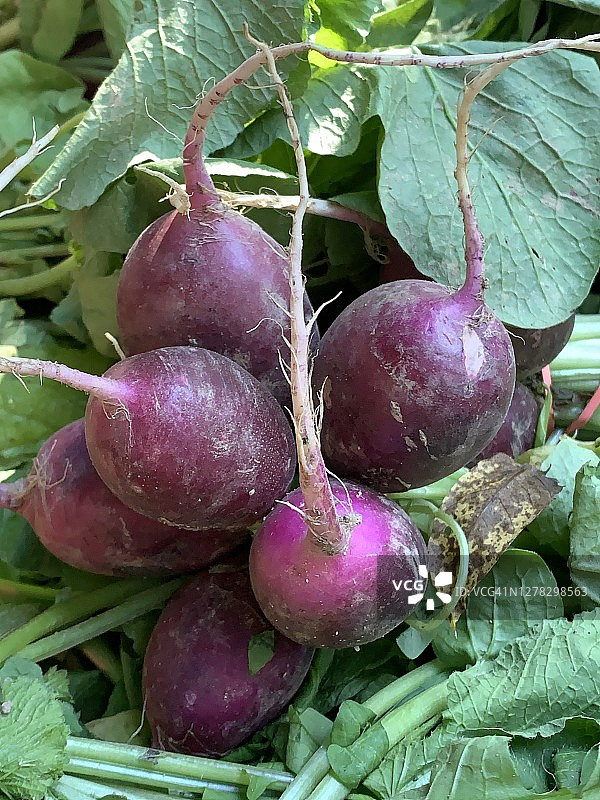 紫色萝卜图片素材