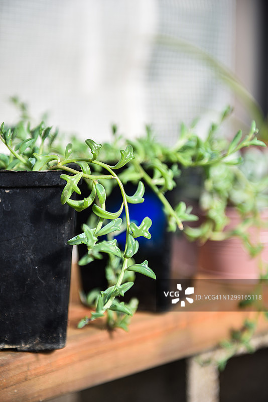 多肉植物海豚弦特写图片素材