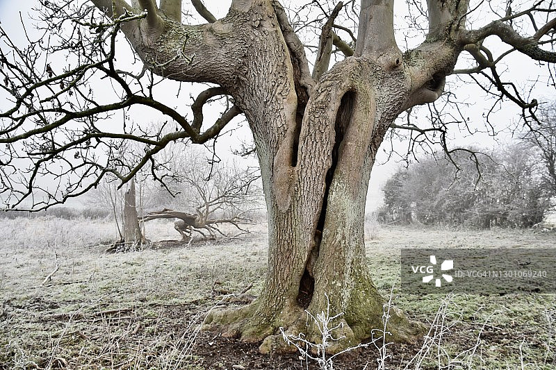 沃勒姆山丘堡的巨型白蜡树图片素材