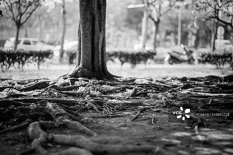 公园里的大树图片素材