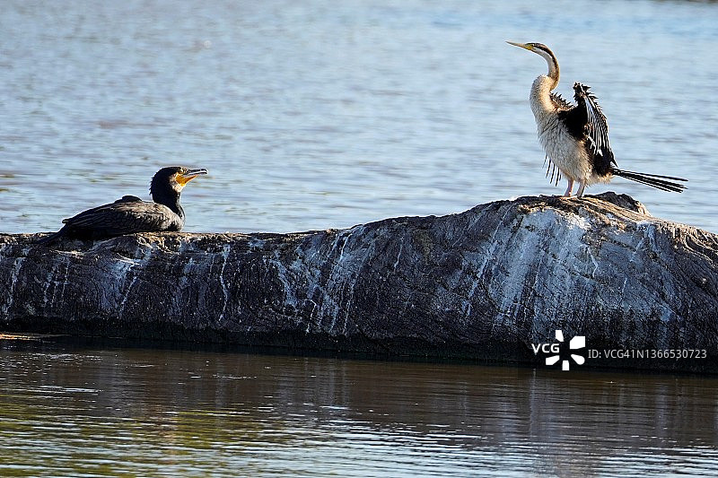 白胸鸬鹚和东方鸥鸟图片素材