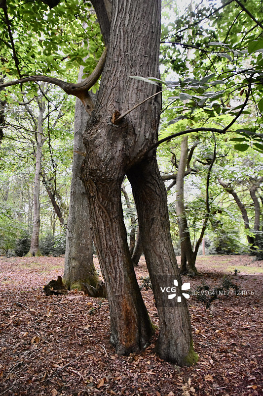 拟人化的树木图片素材