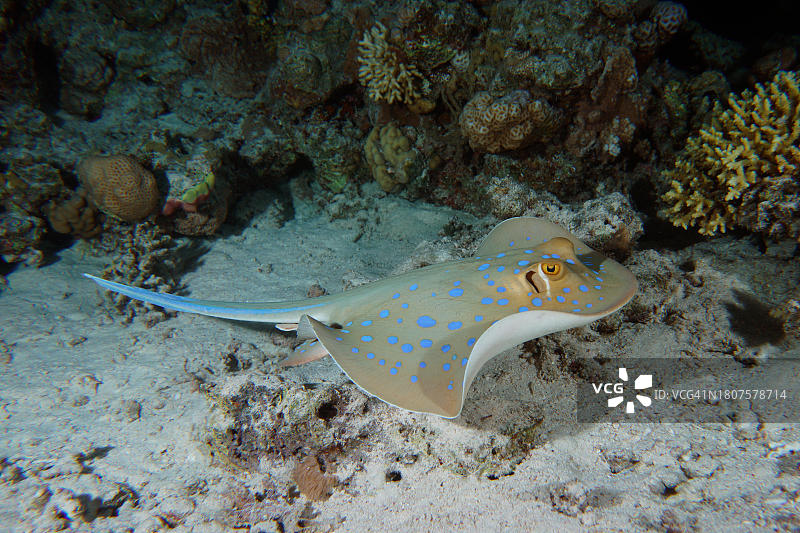 夜间蓝点魟（于埃及洪加达Gola Abu Ramada礁）图片素材