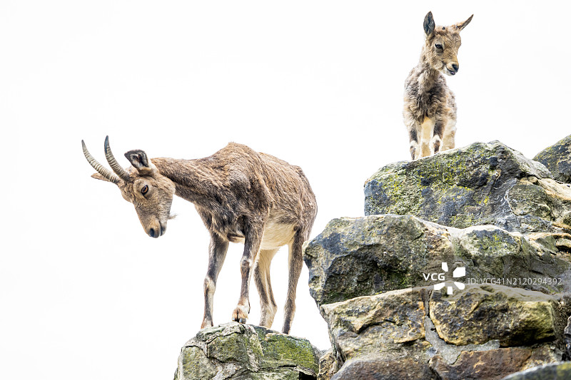 德国，仰视角度拍摄的站在岩石上的山羊，背景是天空图片素材