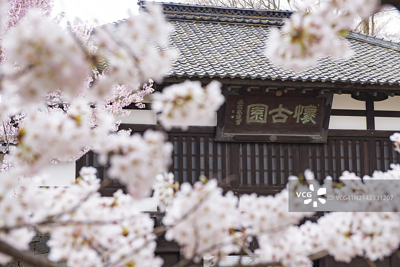 长野小诸，小诸城遗址公园和四月盛开的樱花树景色图片素材
