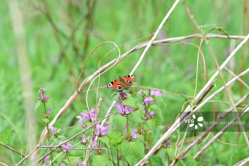 Aglais io图片素材